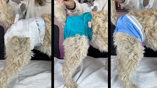 Dog Diapers  Everything You Need To Know [upl. by Netsruk]