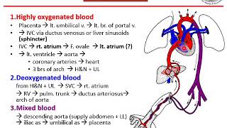 Fetal circulation [upl. by Ailaht]