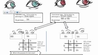 Genetic Crosses  The Test Cross IB Biology [upl. by Sirc]