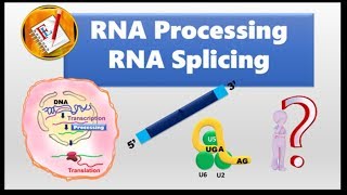 RNA splicing and Spliceosome [upl. by Naujak]