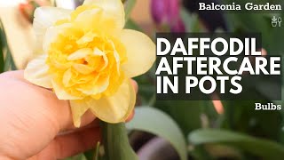 Aftercare For Daffodils Grown In Pots What To Do When Flowering Is Over  Balconia Garden [upl. by Hannaoj204]