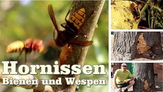 Hornissen Honigbienen und Wespen hautnah erleben [upl. by Annel787]