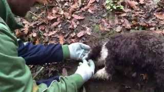 La ricerca del tartufo bianco  Siena Tartufi  Truffle hunting Tuscany [upl. by Jehiah]