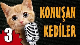 Konuşan Kediler 3  En Komik Kedi Videoları [upl. by Kelda]