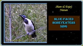 44Bird CallsSongsSoundsBluefaced HoneyeaterAustralian Backyard Garden Birds Singing [upl. by Adnalahs]