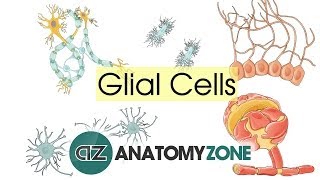 Glial Cells  Neuroanatomy Basics  Anatomy Tutorial [upl. by Yecram]