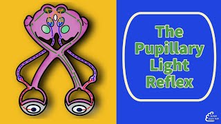 The Pupillary Light Reflex [upl. by Barimah]