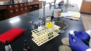 Citrate Test Procedure [upl. by Loeb206]