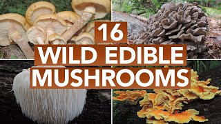 16 Wild Edible Mushrooms You Can Forage This Autumn [upl. by Arinayed442]