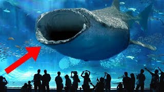 LARGEST Aquariums In The World [upl. by Ydisahc]