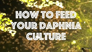 How To Feed Your Daphnia Culture [upl. by Audres239]