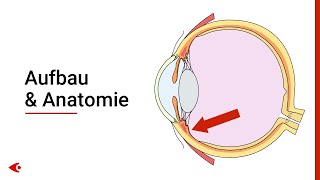 Das Auge  Aufbau und Anatomie [upl. by Prichard400]