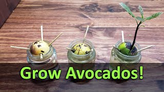 How To Grow An Avocado Plant From Seed [upl. by Hutchings]