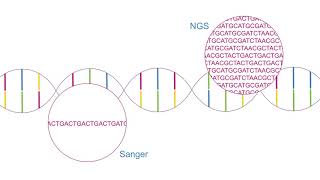 Learn with Illumina Using NGS Instead of Sanger Sequencing [upl. by Cirdek793]