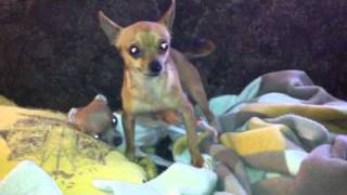 Chihuahua mating [upl. by Lolita]