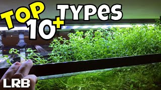 TOP 10  More Types of Unusual Floating Aquarium Plants NO Substrate Plants [upl. by Eirahcaz]