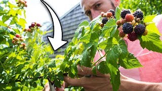 How to Prune Raspberries for BIGGER Harvests [upl. by Fabrienne]