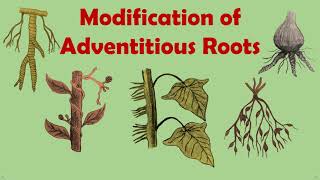 Gettingtoknowthelifescience Modification Of Adventitious Roots [upl. by Ray]