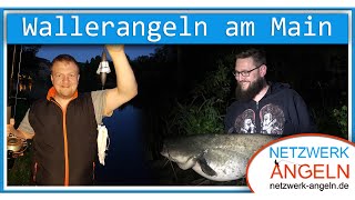 Erfolgreiches Wallerangeln am Fluss Main mit Tauwurm und Calamari [upl. by Goulet200]