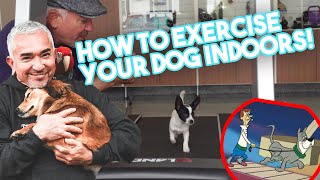 How to Exercise Your Dog Indoors Using a Treadmill [upl. by Elissa]