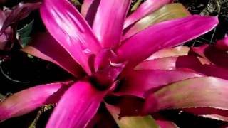 Neoregelia neo bromeliads explained [upl. by Akirdna836]