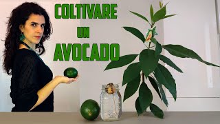 🥑➡🌱 COLTIVARE LAVOCADO dal frutto alla pianta [upl. by Kwok]