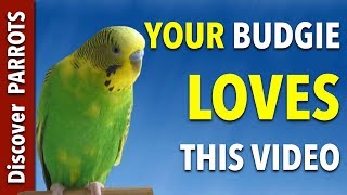 Your Budgie LOVES this Video  Discover PARROTS [upl. by Airednaxela]