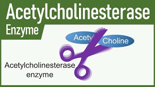 Acetylcholinesterase Enzyme [upl. by Bentlee634]