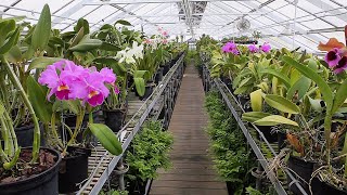 Virtual Tour of the Longwood Orchid Houses [upl. by Inwat]