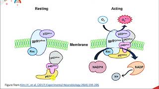 Reactive Oxygen Species [upl. by Lamb]