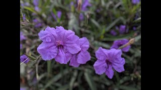 Invasive Plants Mexican Petunia [upl. by Noslrac67]