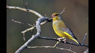 GREENFINCH SINGING HD AUDIO [upl. by Caye8]