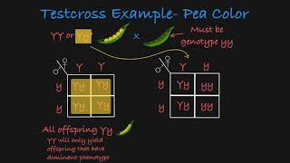 Testcross Explained [upl. by Ahsatam625]