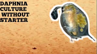 HOW TO CULTURE DAPHNIA NATURALLY WITHOUT A STARTER [upl. by Aita]