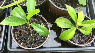 How To Propagate Gardenias The Easy Way [upl. by Atival]