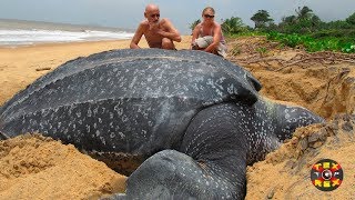 TORTUGA GIGANTE REAL HA SIDO CAPTADA EN CÁMARA [upl. by Ilojna]