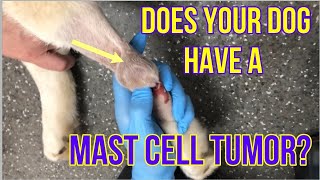 Does Your Dog Have A Mast Cell Tumor Heres What You Need To Know  VLOG 128 [upl. by Bow644]