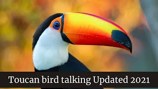 Toucan bird talking  Toucan bird as a pet  Toucan eats baby bird alive [upl. by Vano]