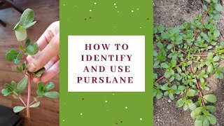 How to identify and use purslane [upl. by Enisaj]