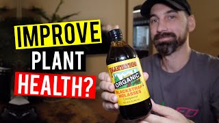 Molasses For Plants How To Feed amp When [upl. by Zanas]