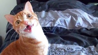 Funny Cats and Kittens Meowing Compilation [upl. by Medea]