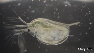 Daphnia magna under the Microscope [upl. by Heeley]