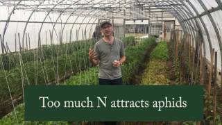 How to Control Aphids in Your Greenhouse [upl. by Zenas]