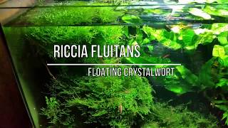 BEST Aquarium Live Plants  RICCIA Fluitans [upl. by Nattirb245]