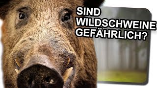 Sind Wildschweine gefährlich [upl. by Ahsiema]