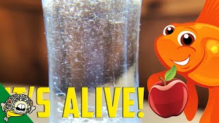 How to culture Vinegar Eels The EASY Way Live Fish Food [upl. by Einahpet]