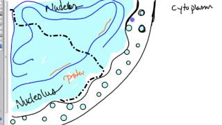 ribosome biogenesis [upl. by Berty]