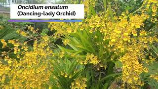 Behold Our DancingLady Orchid Oncidium [upl. by Zzabahs520]