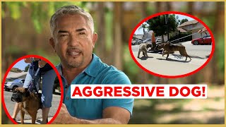 HOW TO CALM AN AGGRESSIVE DOG  Cesar 911 [upl. by Lledor]