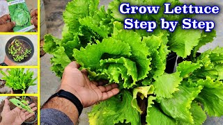 How to Grow Lettuce Ice Berg Step By Step [upl. by Loginov]